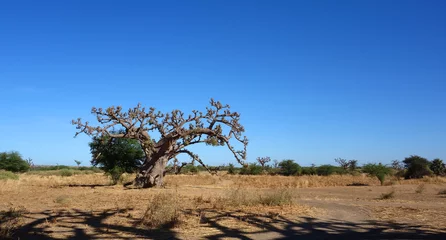 Papier Peint photo Lavable Baobab Un baobab dans la savane africaine