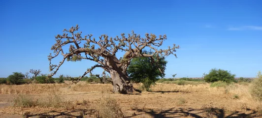 Papier Peint photo autocollant Baobab Un baobab dans la savane africaine