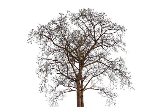 Single old tree isolated on white background