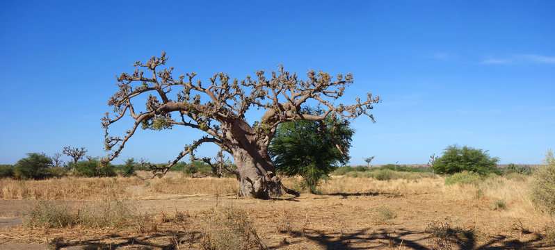 Un baobab dans la savane africaine