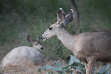 Naklejka na ściany i meble Mule deer in Sedona, Arizona