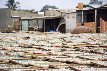 Anchovies drying for fish sauce production in Mui Ne, Vietnam