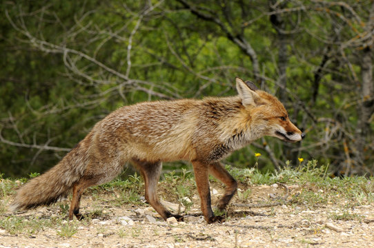 Fuchs (Vulpes vulpes) auf der Jagd
