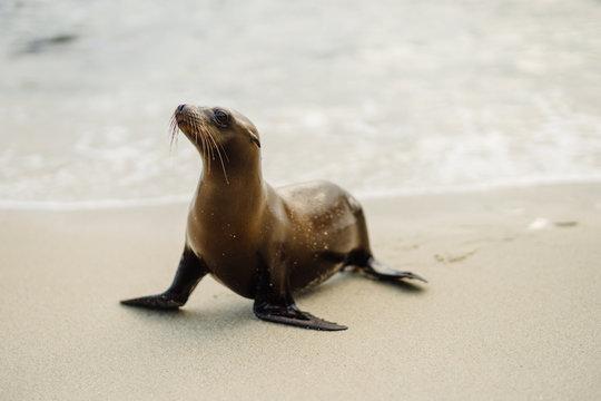 Close-up side view of a California Sea Lion (Zalophus californianus) on a sandy beach at the water's edge, La Jolla Cove, San Diego, California, USA