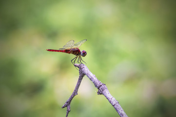 Red Dragonfly 