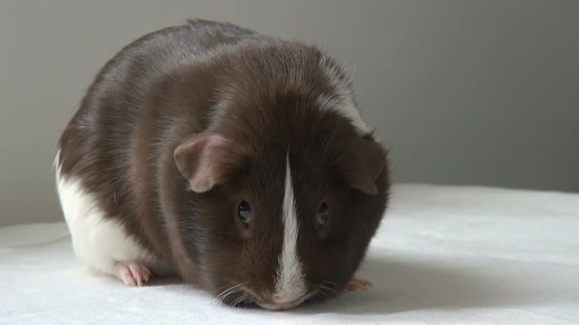 Pet Guinea pig on a neutral background