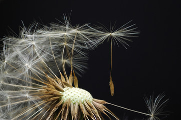 Dandelion with seeds blowing away in the wind, Close up of dandelion spores blowing away