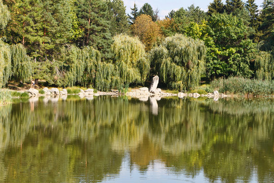 Willow trees at the lake with reflection, central park in Edinet city, north of republic of Moldova