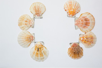 Sea mollusks, sea cockleshells