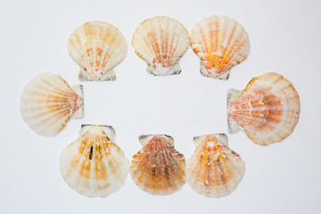 Sea mollusks, sea cockleshells
