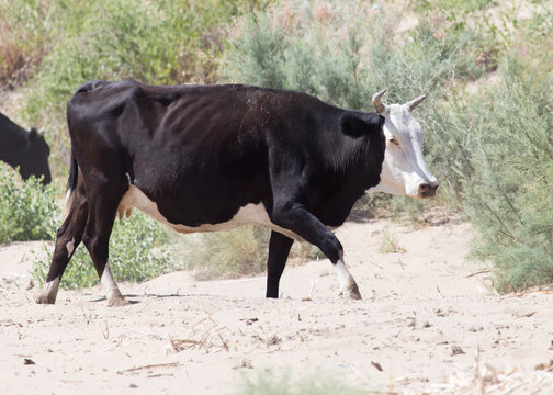 cow in the sands of the steppe