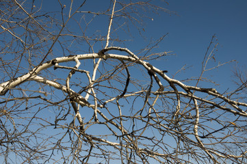 Birch naked branches on the background of blue sky. Spring 