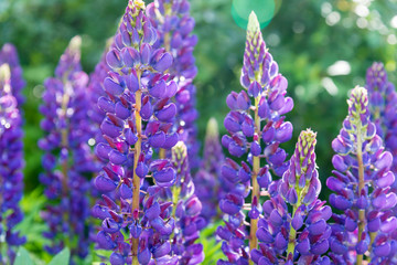 blooming purple lupines with drops of dew on a sunny summer day