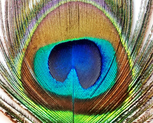 Feathers of peacock also known as peafowl
