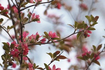 Decorative apple tree with pink flowers
