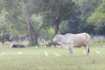 Cows on pasture