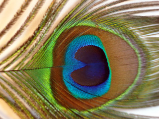 Obraz premium Pióra pawia znane również jako paw