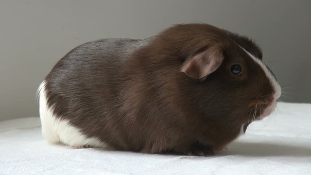 Pet Guinea pig on a neutral background