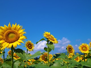 青空とひまわり