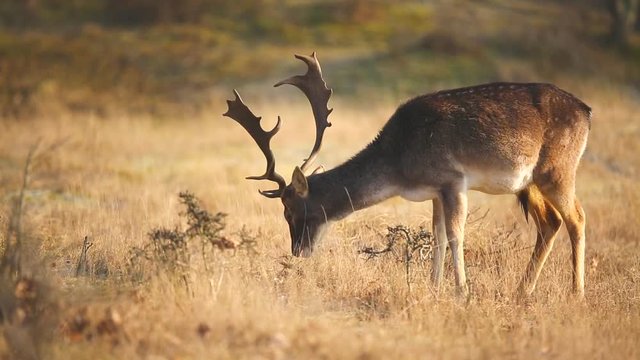 Fallow deer (Dama Dama) stag resting and grazing in a meadow. The early morning sunlight and nature colors are clearly visible on the background.
