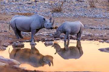 Rhinoceros drinking in Etosha park   at sunset Namibia - obrazy, fototapety, plakaty