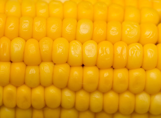 yellow corn as a background. macro
