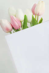 greeting card/white and pink tulips in white box on white background