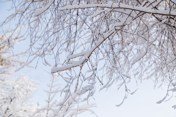 Fototapeta na wymiar snow on the branches of a tree