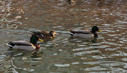 Trio of mallards floating on the river