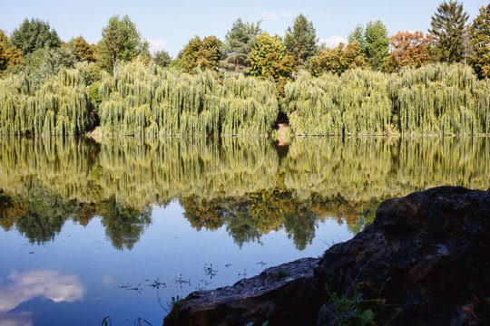 Willow trees at the lake with reflection, central park in Edinet city, north of republic of Moldova