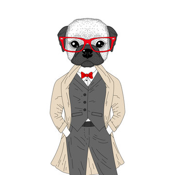 Vector brutal french bulldog in elegant classic suit with coat.