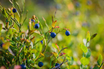 Bilberry, whortleberry or European blueberry (Vaccinium myrtillu