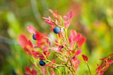 Bilberry, whortleberry or European blueberry (Vaccinium myrtillu