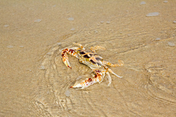 crab on the beach