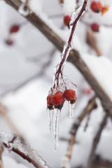 wild rose in the snow, winter