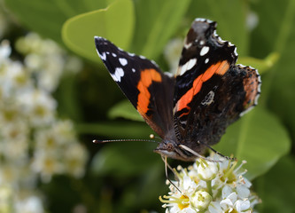 Fototapeta na wymiar Beautiful vibrant colorful butterfly in natural outdoor garden park setting. Natural wildlife fluttering from plants to flowers gathering nectar.
