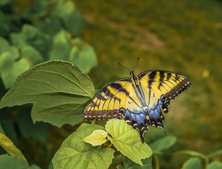 Beautiful vibrant colorful butterfly in natural outdoor garden park setting.  Natural wildlife fluttering from plants to flowers gathering nectar.
