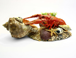 crayfish hack with seashells isolated