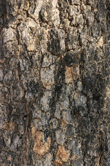 Texture of the tree 