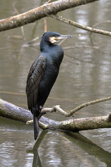 Kormoran
