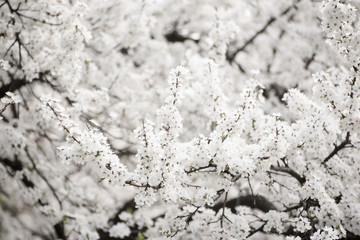Apricot tree flower with buds and blossoms blooming at springtime, vintage retro floral background