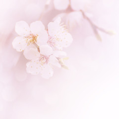Fototapeta na wymiar Apricot tree flower, seasonal floral nature background