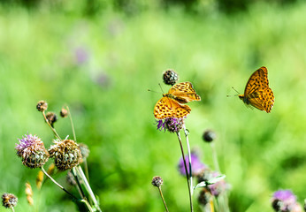 Butterfly - girlfriends
