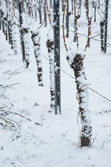 Reben im Winter im Schnee
