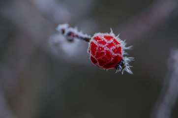 Fototapeta premium hagebutte mit eis