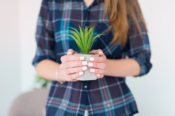 A pot with succulent in female hands with white manicure