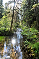 Obraz premium rivière dans la forêt