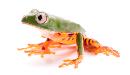 Tiger leg monkey tree frog, Phyllomadusa tomopterna. Tropical treefrog from Amazon rain forest and an endangered animal. Isolated on white background. .