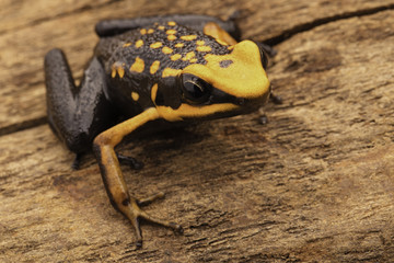 poison dart or arrow frog, Ameerega silverstonei. Orange poisonous animal from the Amazon rain forest of Peru..