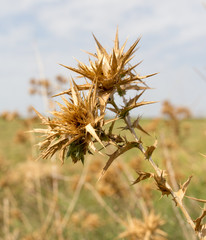 dry prickly grass against the sky